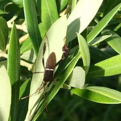 thumbnail for publication: Pests and Fungal Organisms Identified on Olives (Olea europaea) in Florida